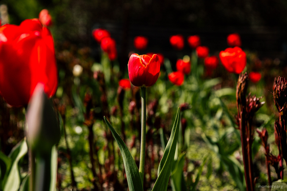 Сотни цветов украсят улицы Екатеринбурга Сотни цветов украсят улицы Екатеринбурга