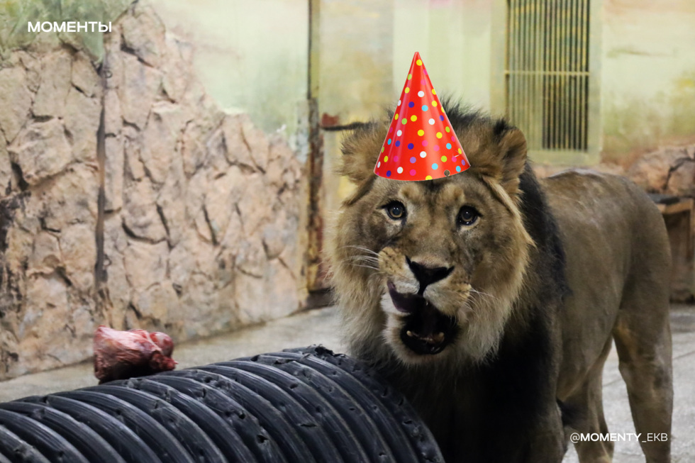Лев Эрни из зоопарка отметил 18-летие Лев Эрни из зоопарка отметил 18-летие
