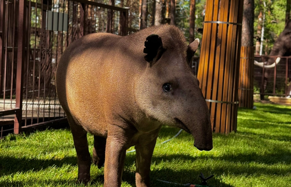 В одном из зоопарков Екатеринбурга поселился экзотический тапир В одном из зоопарков Екатеринбурга поселился экзотический тапир