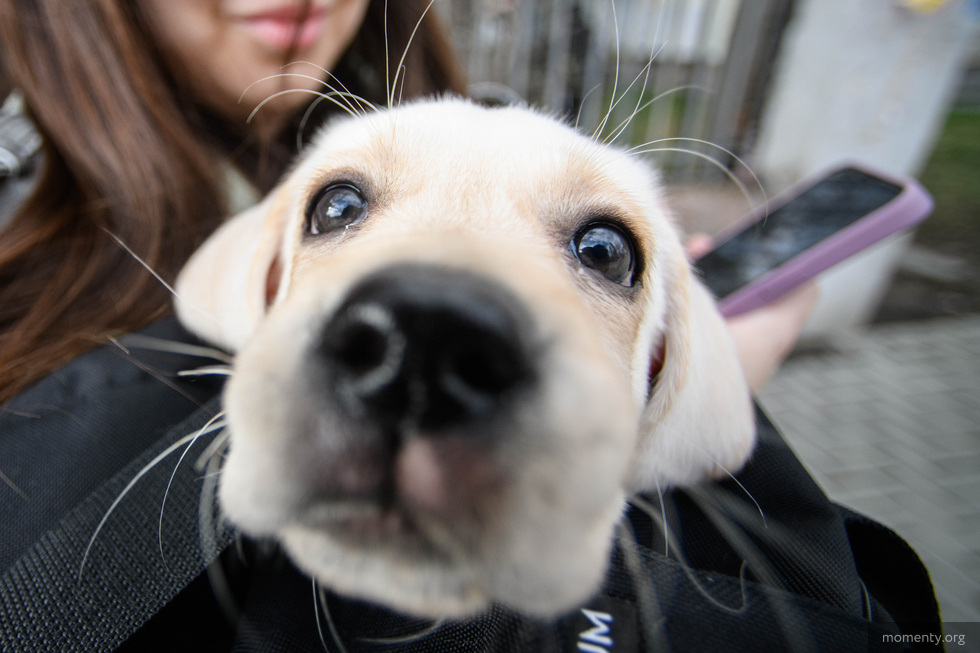 Бездомным животным Екатеринбурга помогут найти дом Бездомным животным Екатеринбурга помогут найти дом
