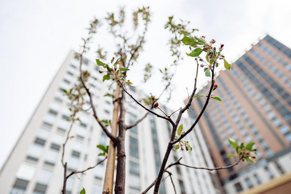 Пластик в&nbsp;обмен на&nbsp;деревья: Екатеринбург озеленили на&nbsp;средства с&nbsp;продажи пакетов