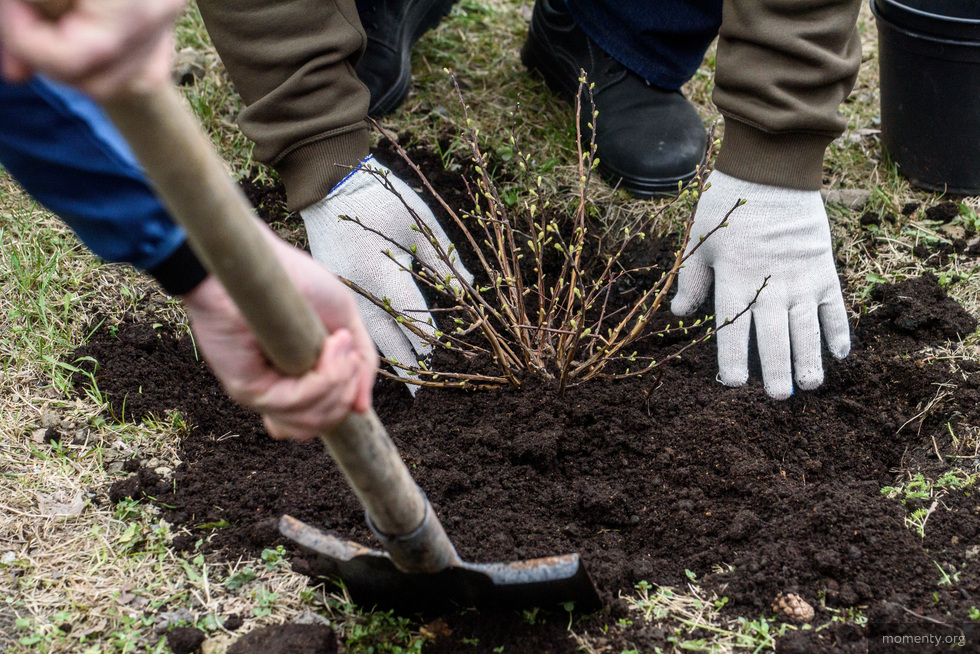 Горожанам предлагают посадить дерево в&nbsp;Дендропарке за&nbsp;60 тысяч рублей