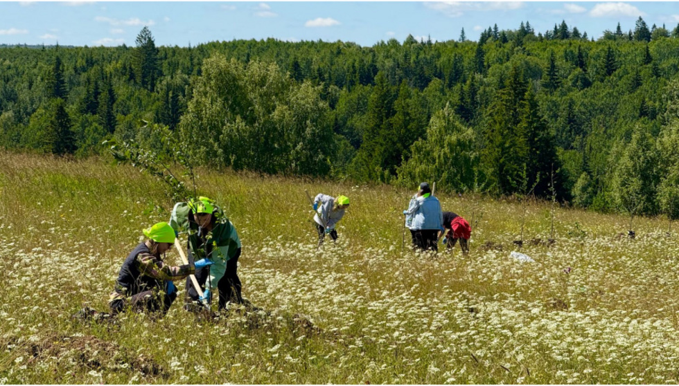 Бьюти-гигант разбил яблоневый сад в&nbsp;уральской деревне