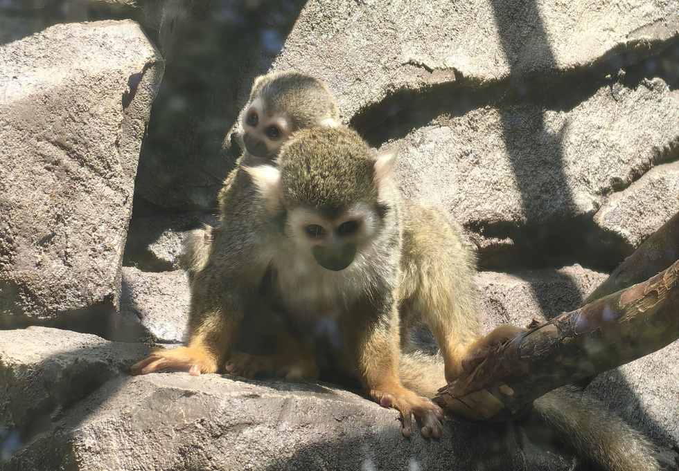 В&nbsp;зоопарке Екатеринбурга родились крошечные обезьянки