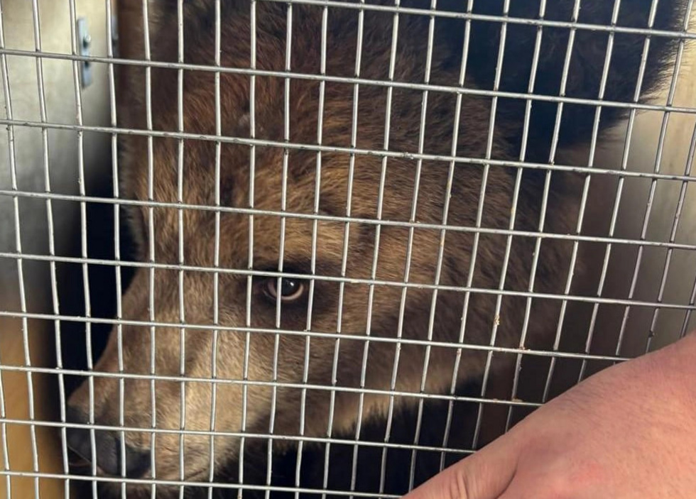 Среди пассажиров в Кольцово заметили медведя Среди пассажиров в Кольцово заметили медведя