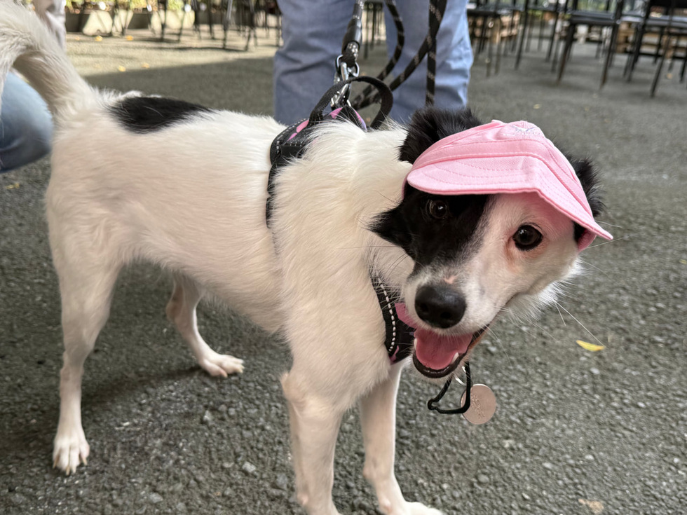 Эксперты подсчитали стартовые расходы на содержание собаки Эксперты подсчитали стартовые расходы на содержание собаки