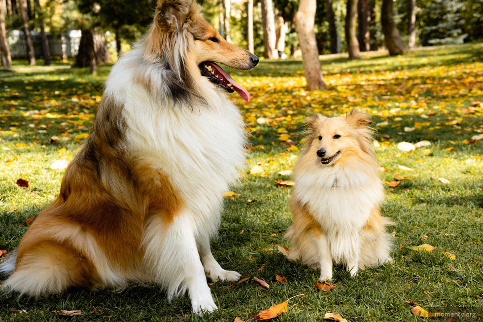 Бездомным животным в Екатеринбурге помогут найти новых хозяев Бездомным животным в Екатеринбурге помогут найти новых хозяев