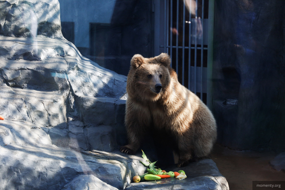 В&nbsp;зоопарк Екатеринбурга привезли двух медвежат из&nbsp;Казахстана