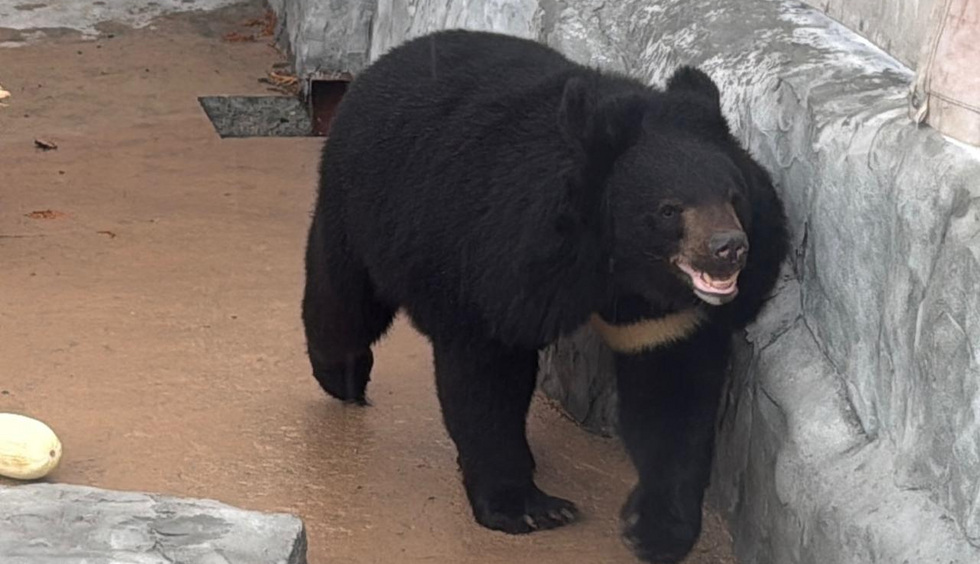 В зоопарк Екатеринбурга прибыла невеста для гималайского медведя В зоопарк Екатеринбурга прибыла невеста для гималайского медведя