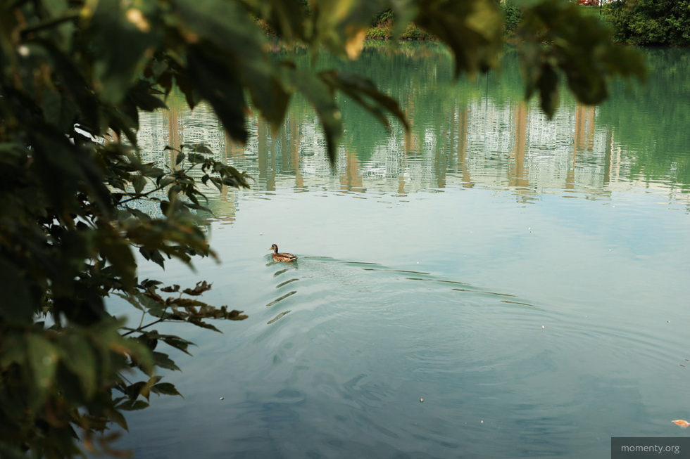 Ольховский пруд в Екатеринбурге превратился в матча-латте Ольховский пруд в Екатеринбурге превратился в матча-латте