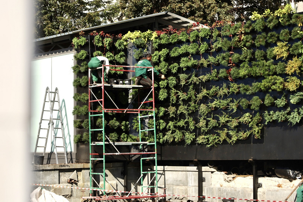 В Екатеринбурге появилась первая в России стена из многолетних кустарников В Екатеринбурге появилась первая в России стена из многолетних кустарников