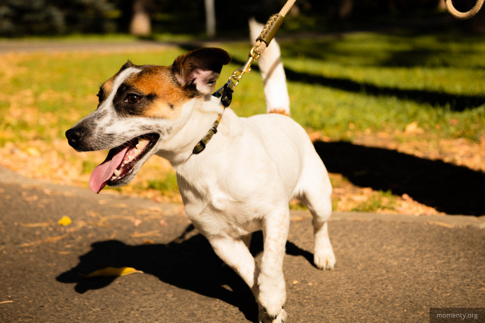В Екатеринбурге устроят забег для собак В Екатеринбурге устроят забег для собак