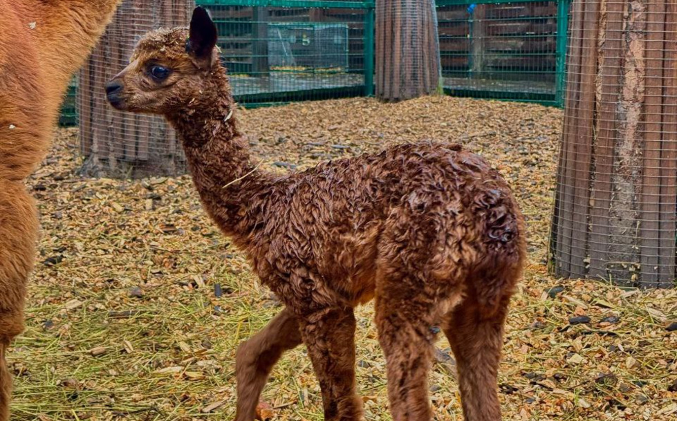 В&nbsp;зоопарке на&nbsp;Уктусе родилась альпака