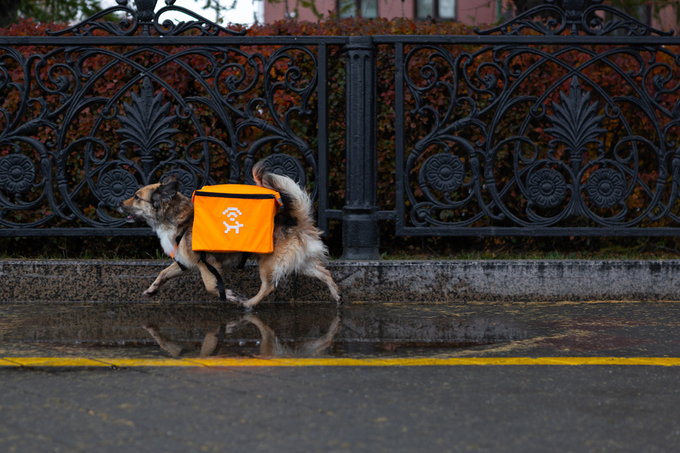 Бездомные собаки начали раздавать Wi-Fi на улицах Екатеринбурга Бездомные собаки начали раздавать Wi-Fi на улицах Екатеринбурга